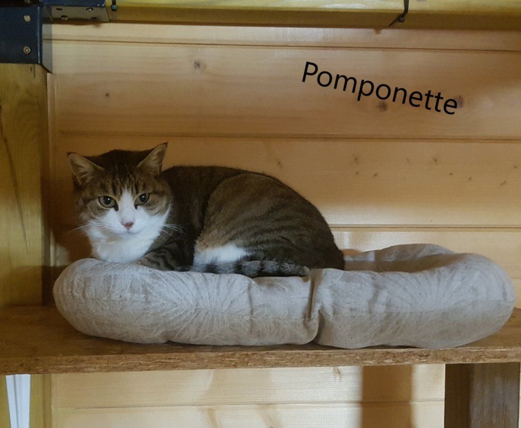 Pomponette